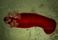 Spanish dancer. Night dive, Gulf of Aqaba, Jordan. 